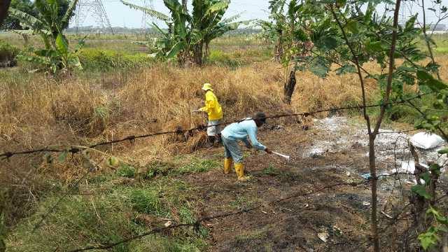 Petugas kebersihan pun membersihkan rumput  dan ilalang dilokasi pembuangan limbah