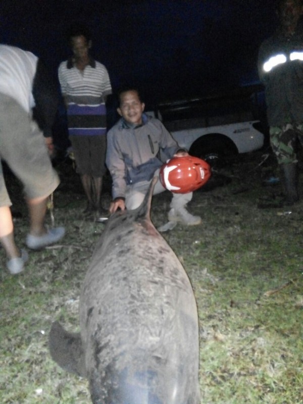 Warga Menunjukan Ikan Lumba-Lumba Yang Terdampar Di 